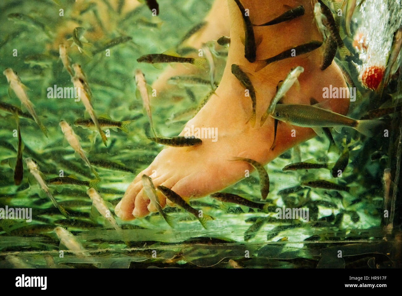 Exotic foot massage in aquarium by fish Stock Photo