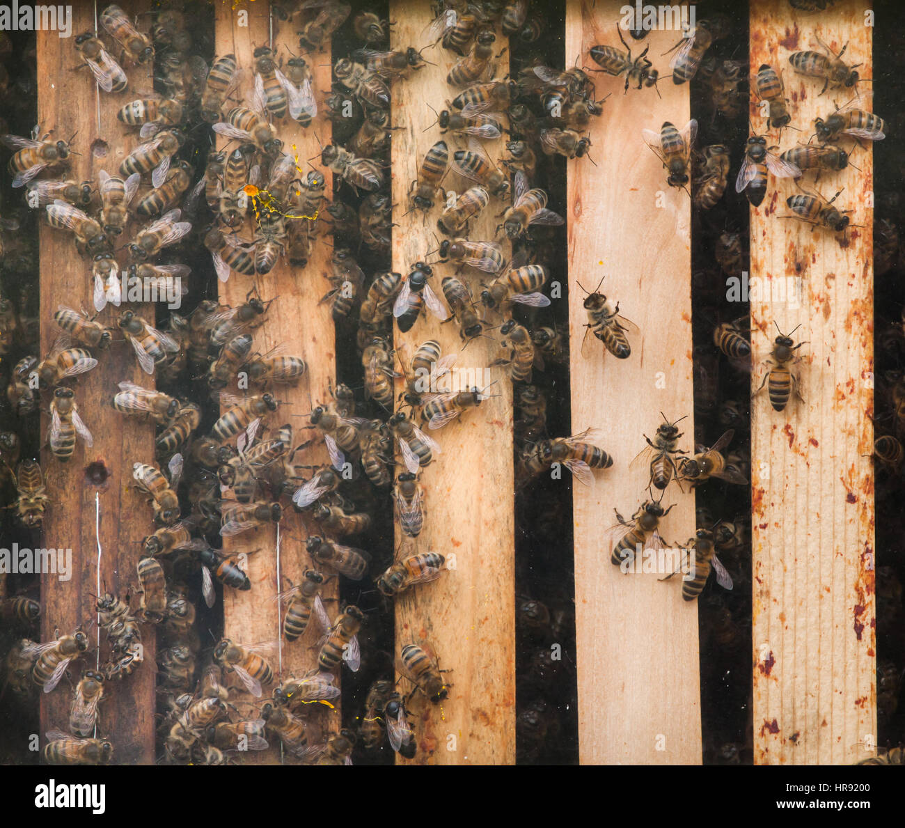 Western honey bee (Apis mellifera), also known as the European honey bee. Stock Photo