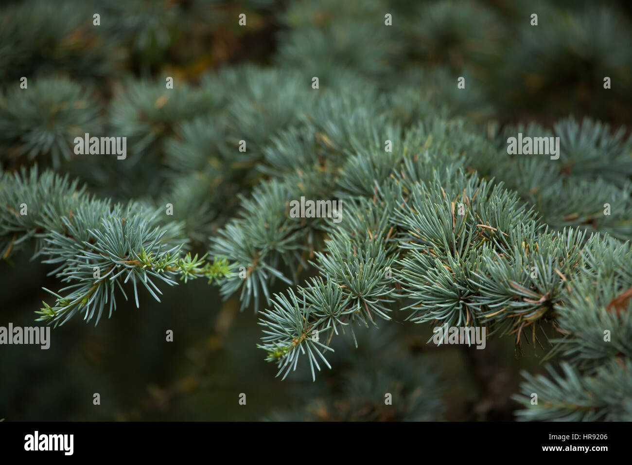 Atlas cedar (Cedrus atlantica f. Glauca). Stock Photo