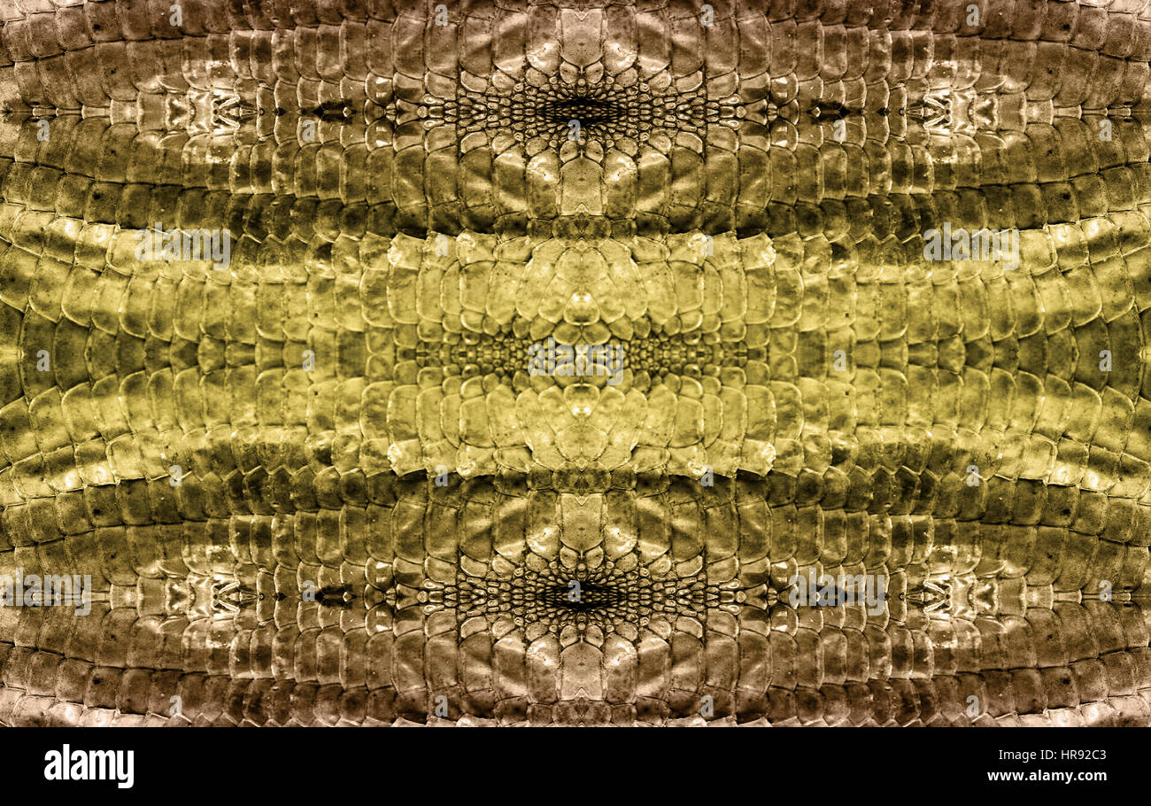 snake leather for background Stock Photo