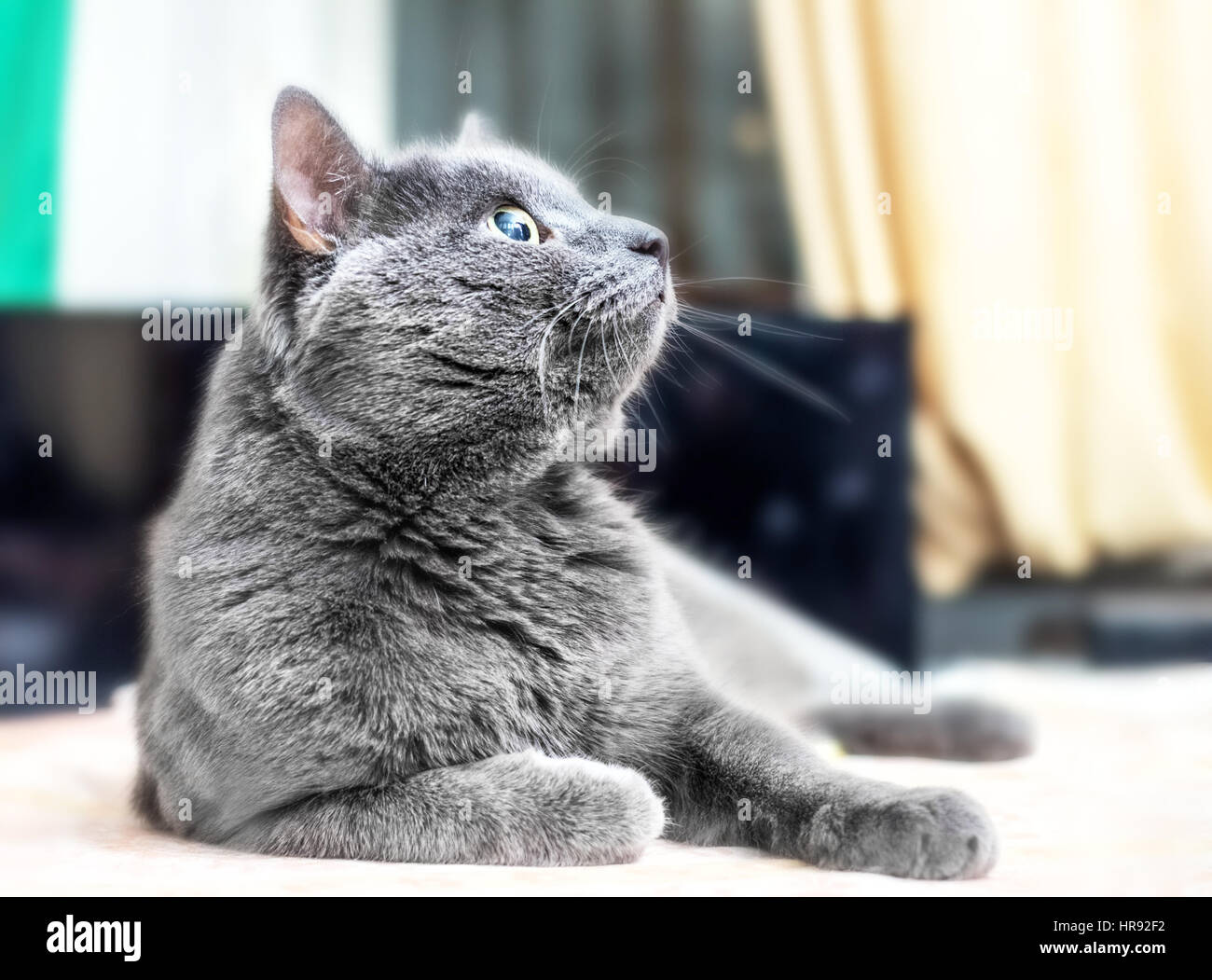 Grey adult best sale cat
