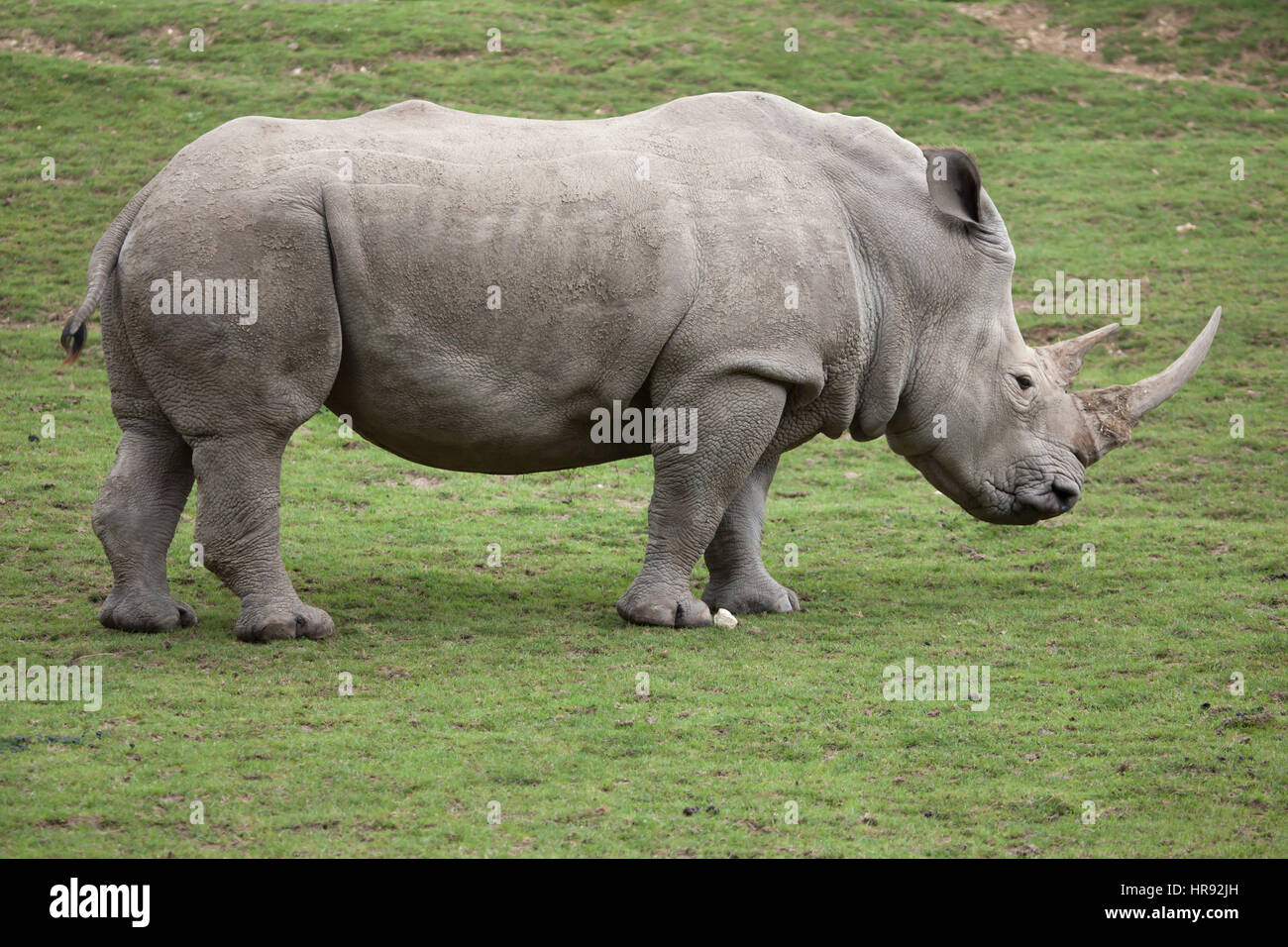 Southern white rhinoceros (Ceratotherium simum simum). Stock Photo