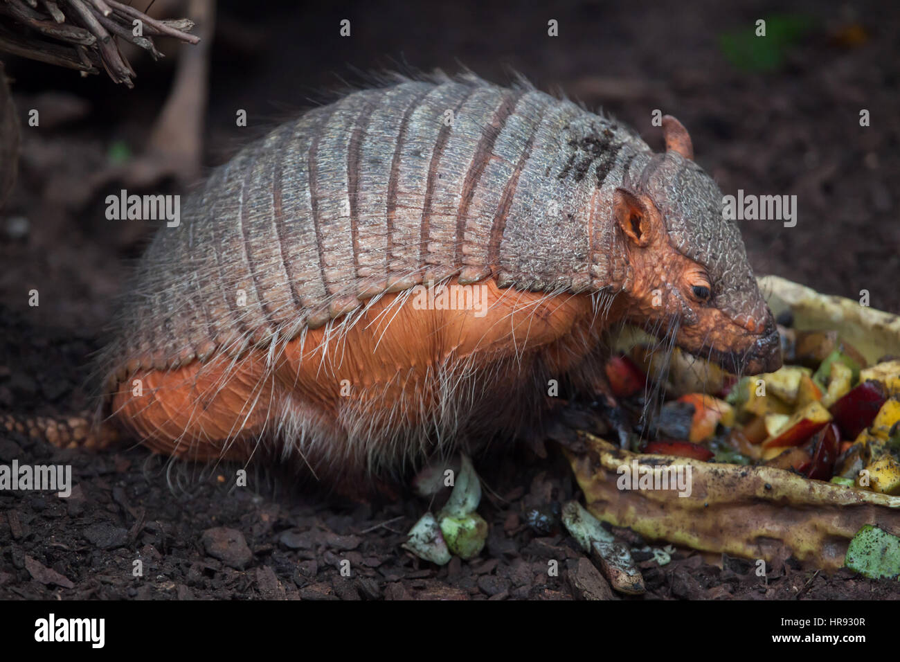 Big hairy armadillo (Chaetophractus villosus), also known as the large hairy armadillo. Stock Photo
