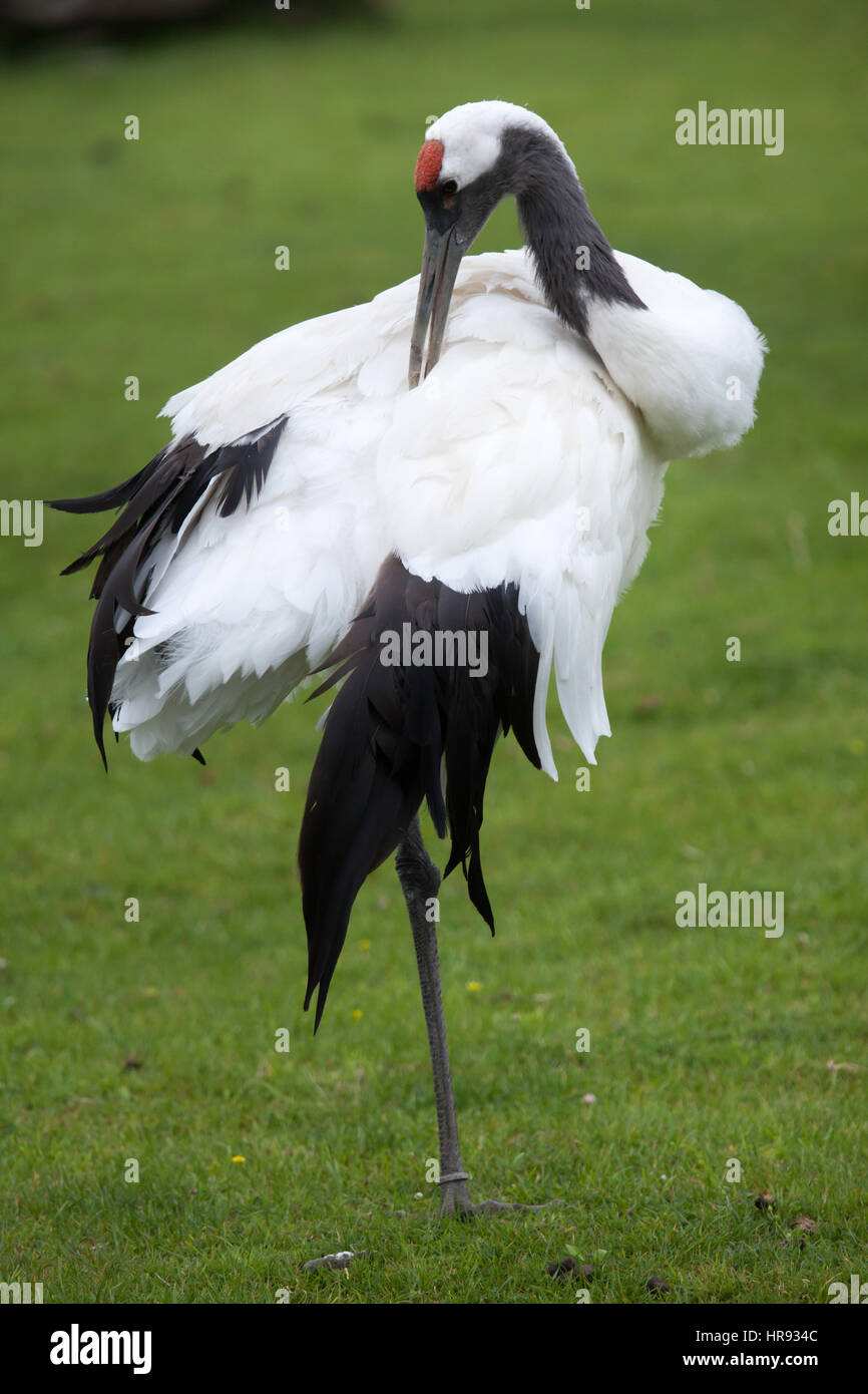 Red-crowned crane (Grus japonensis), also known as the Japanese crane or Manchurian crane. Stock Photo