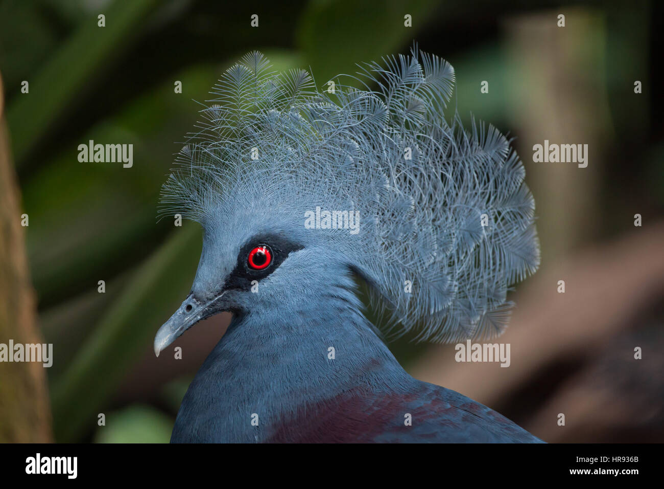 Western crowned pigeon (Goura cristata), also known as the blue crowned ...