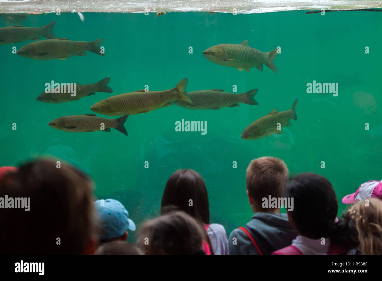 Visitors look as the grass carp (Ctenopharyngodon idella) swimming at Beauval Zoo in Saint-Aignan sur Cher, Loir-et-Cher, France. Stock Photo