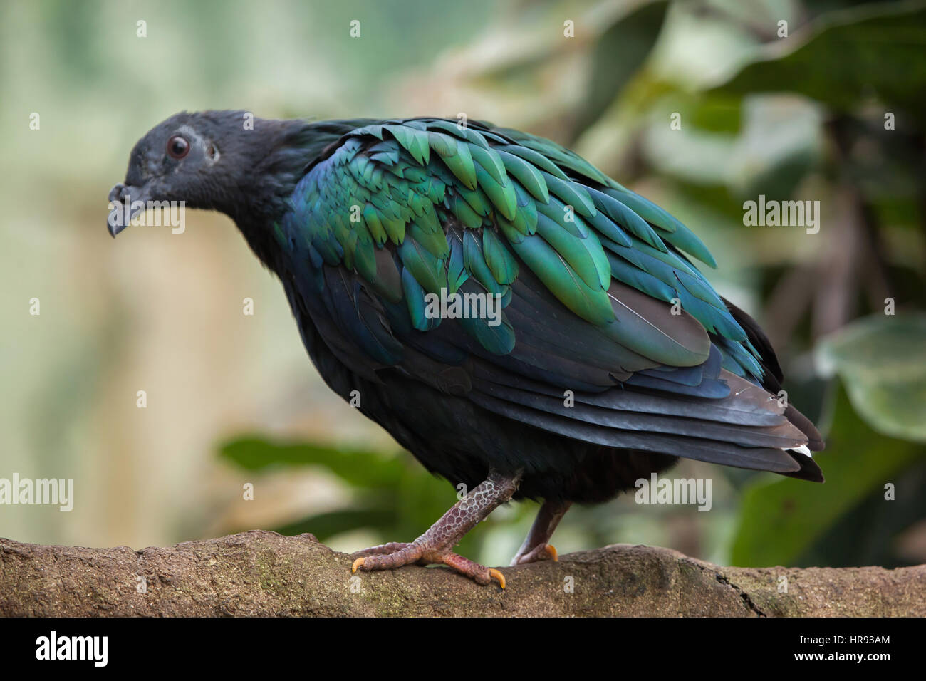 Birds of andaman islands hi-res stock photography and images - Alamy
