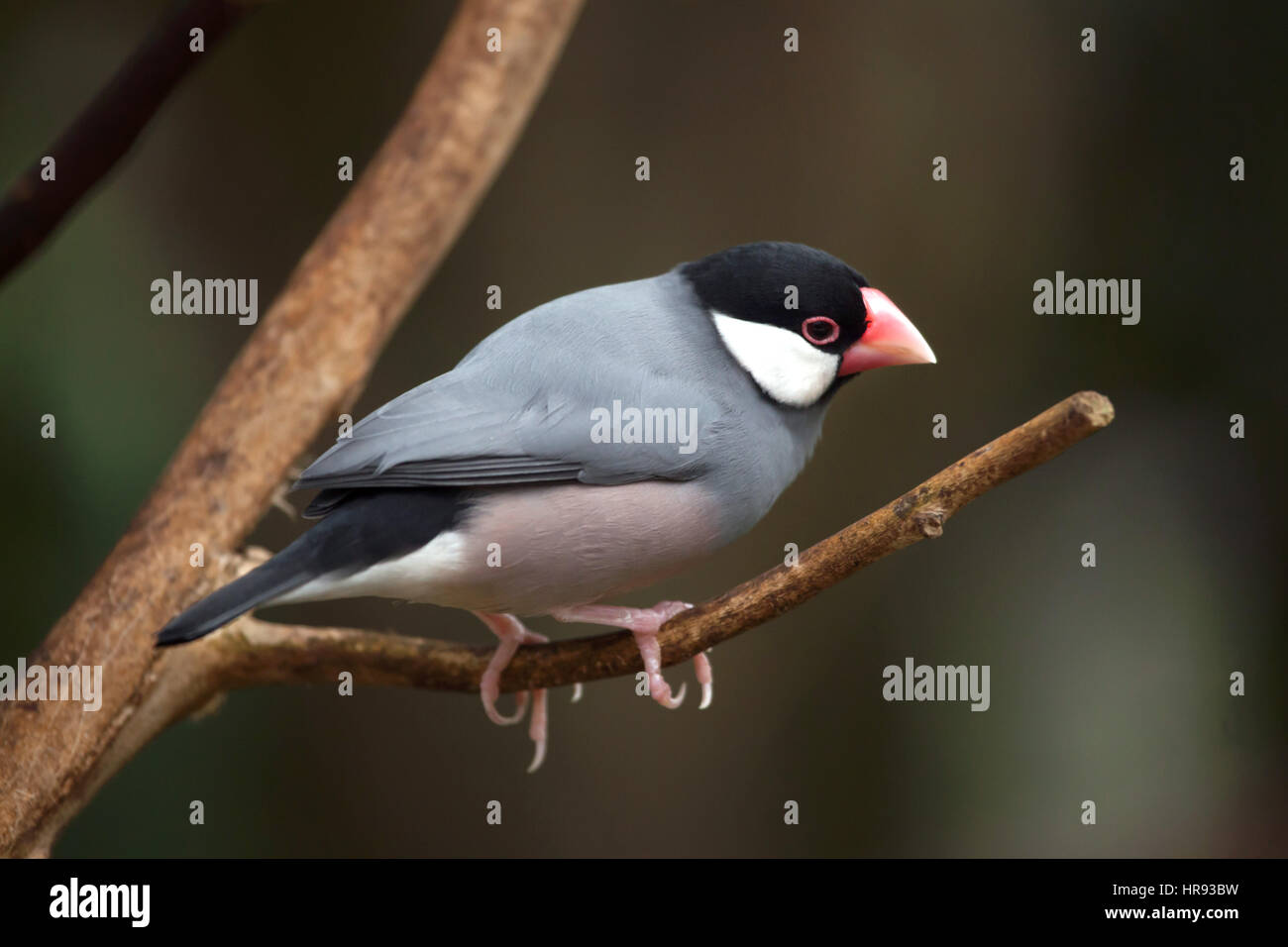 Indonesian finch hi-res stock photography and images - Alamy