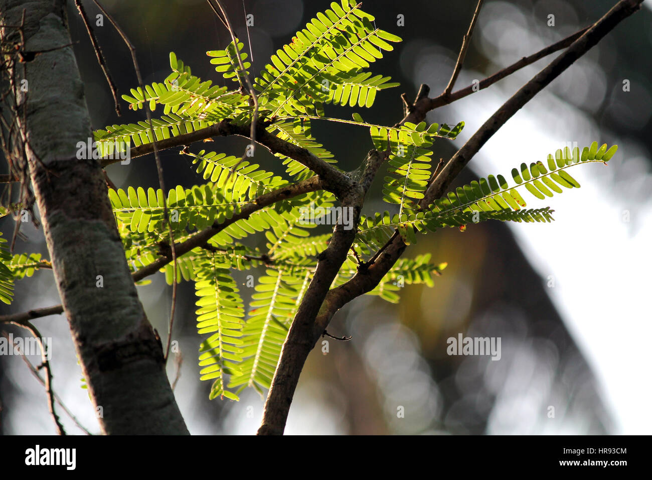 Plants of Kerala Stock Photo