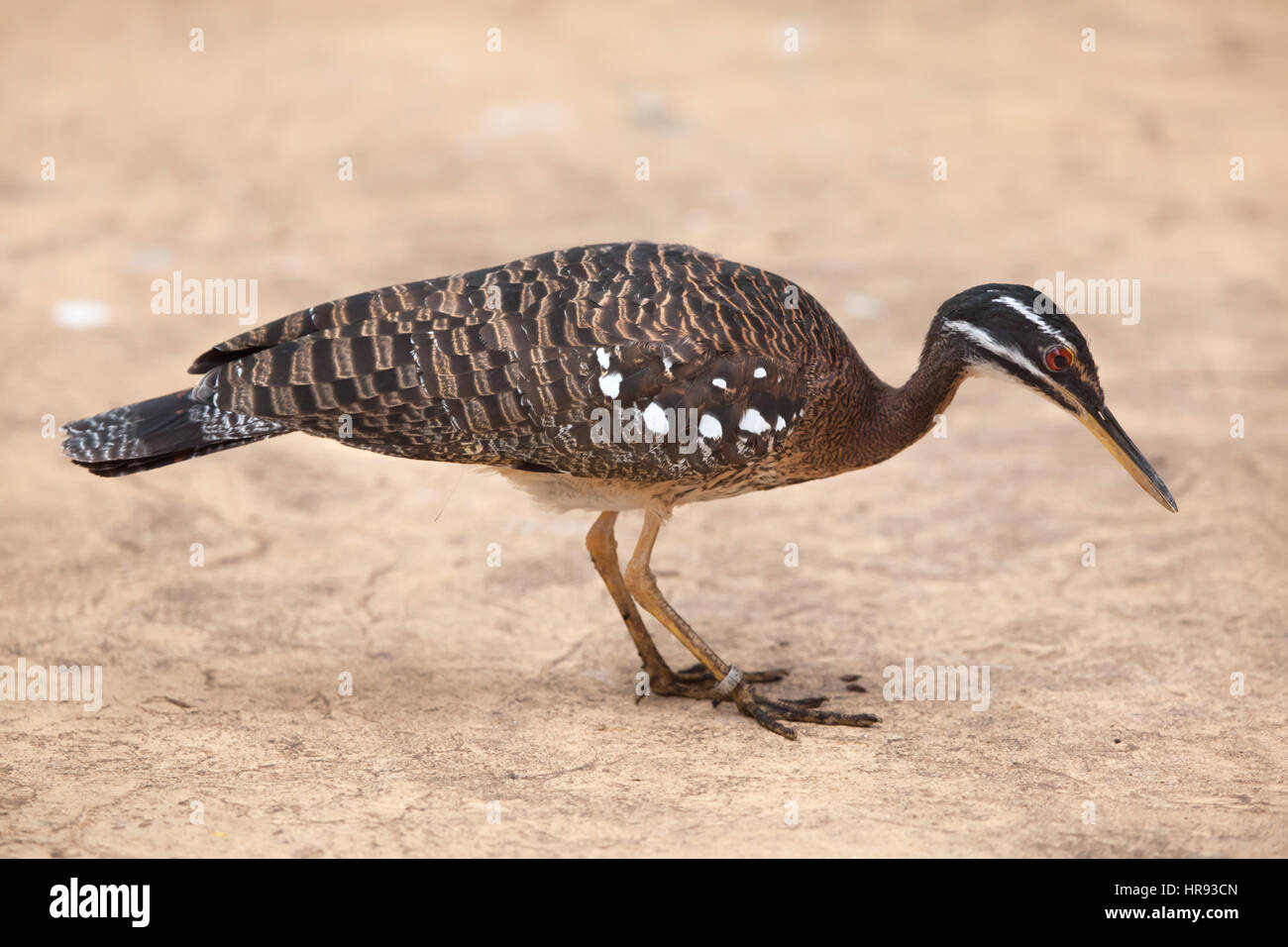 Sunbittern (Eurypyga helias). Wildlife animal. Stock Photo