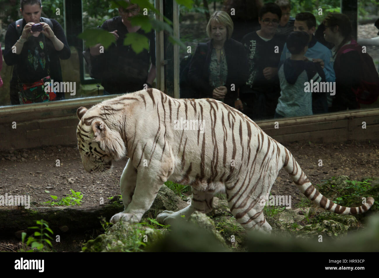 Visitors look as the white tiger (Panthera tigris tigris) walking in its enclosure at Beauval Zoo in Saint-Aignan sur Cher, Loir-et-Cher, France. Stock Photo