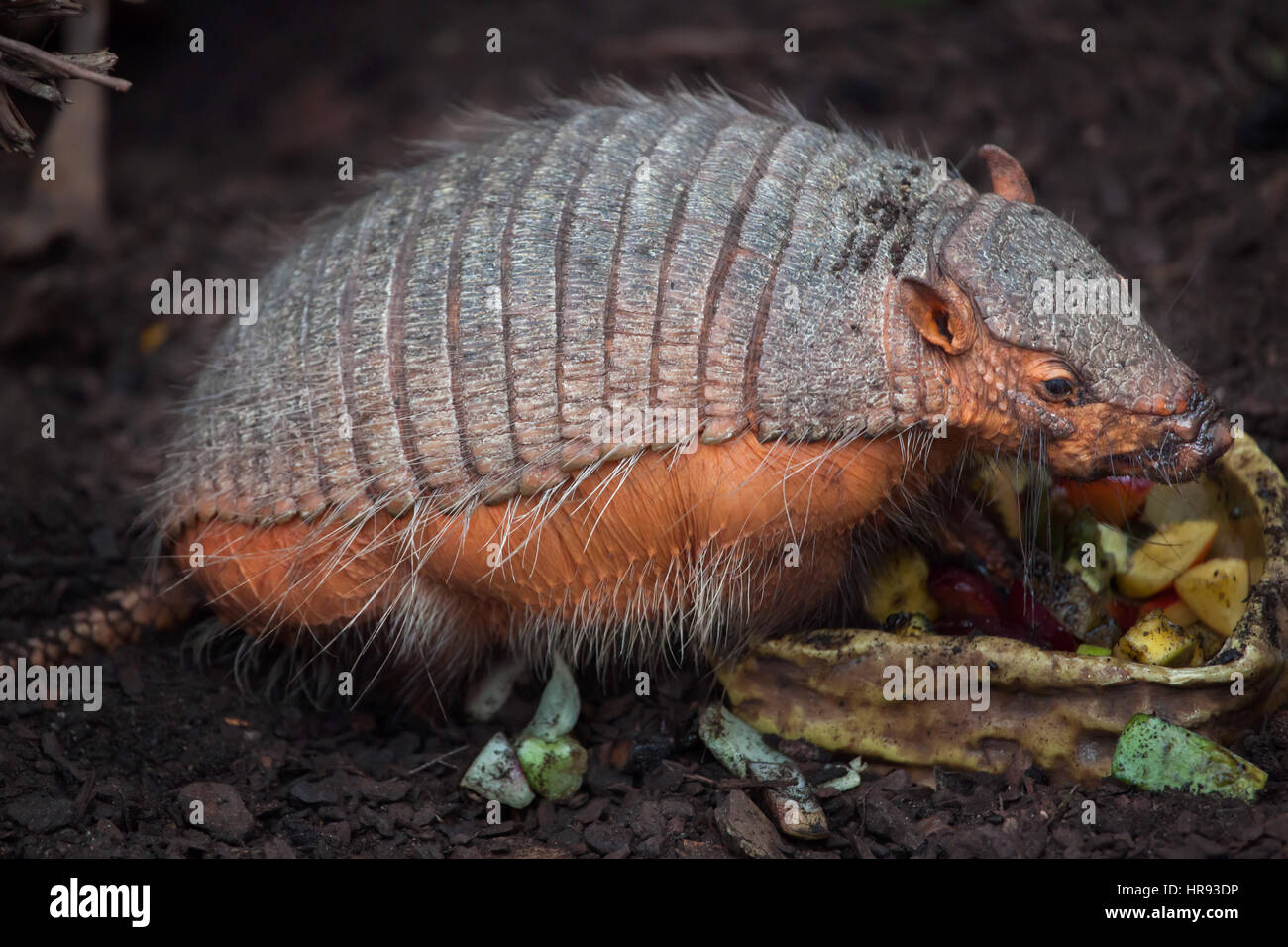 Big hairy armadillo (Chaetophractus villosus), also known as the large hairy armadillo. Stock Photo