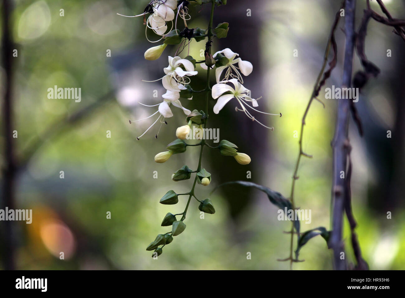 Plants of Kerala Stock Photo