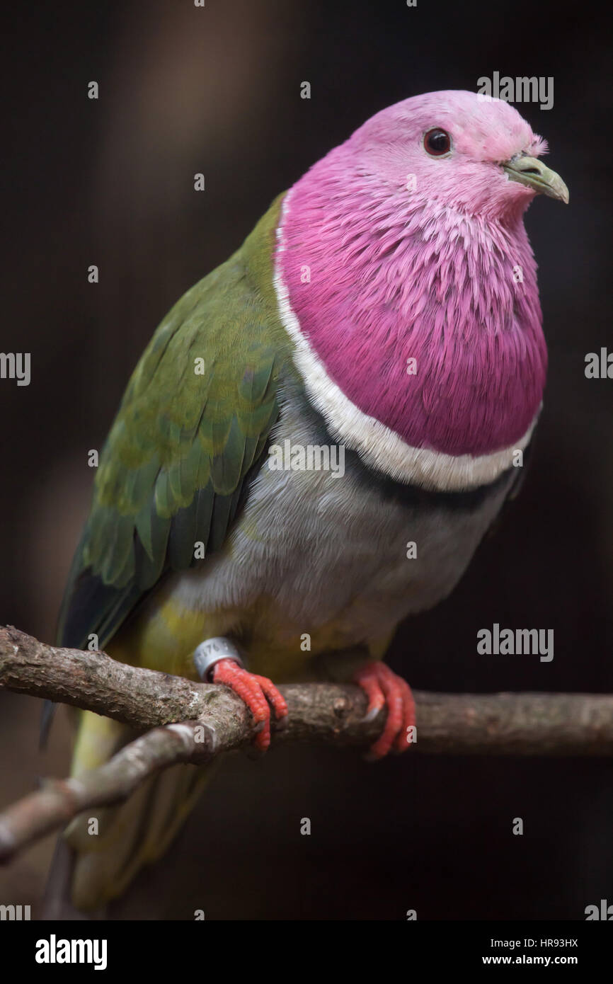 Pink-headed fruit dove (Ptilinopus porphyreus), also known as the Temminck's fruit pigeon. Stock Photo