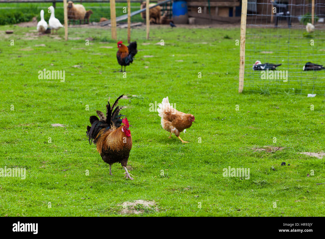 Free free grazing chickens hi-res stock photography and images - Alamy