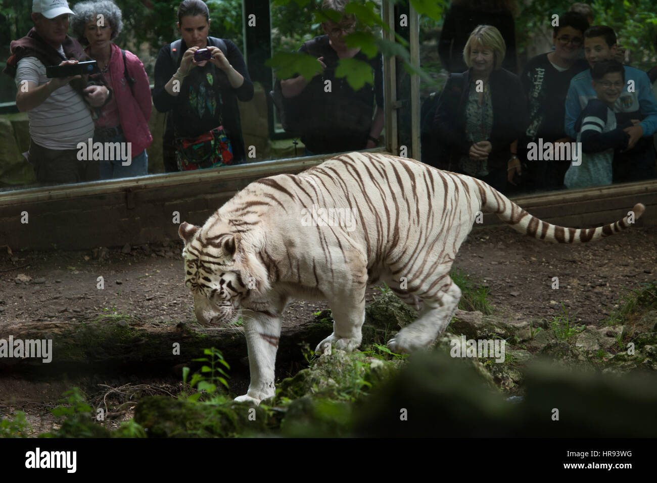 Visitors look as the white tiger (Panthera tigris tigris) walking in its enclosure at Beauval Zoo in Saint-Aignan sur Cher, Loir-et-Cher, France. Stock Photo