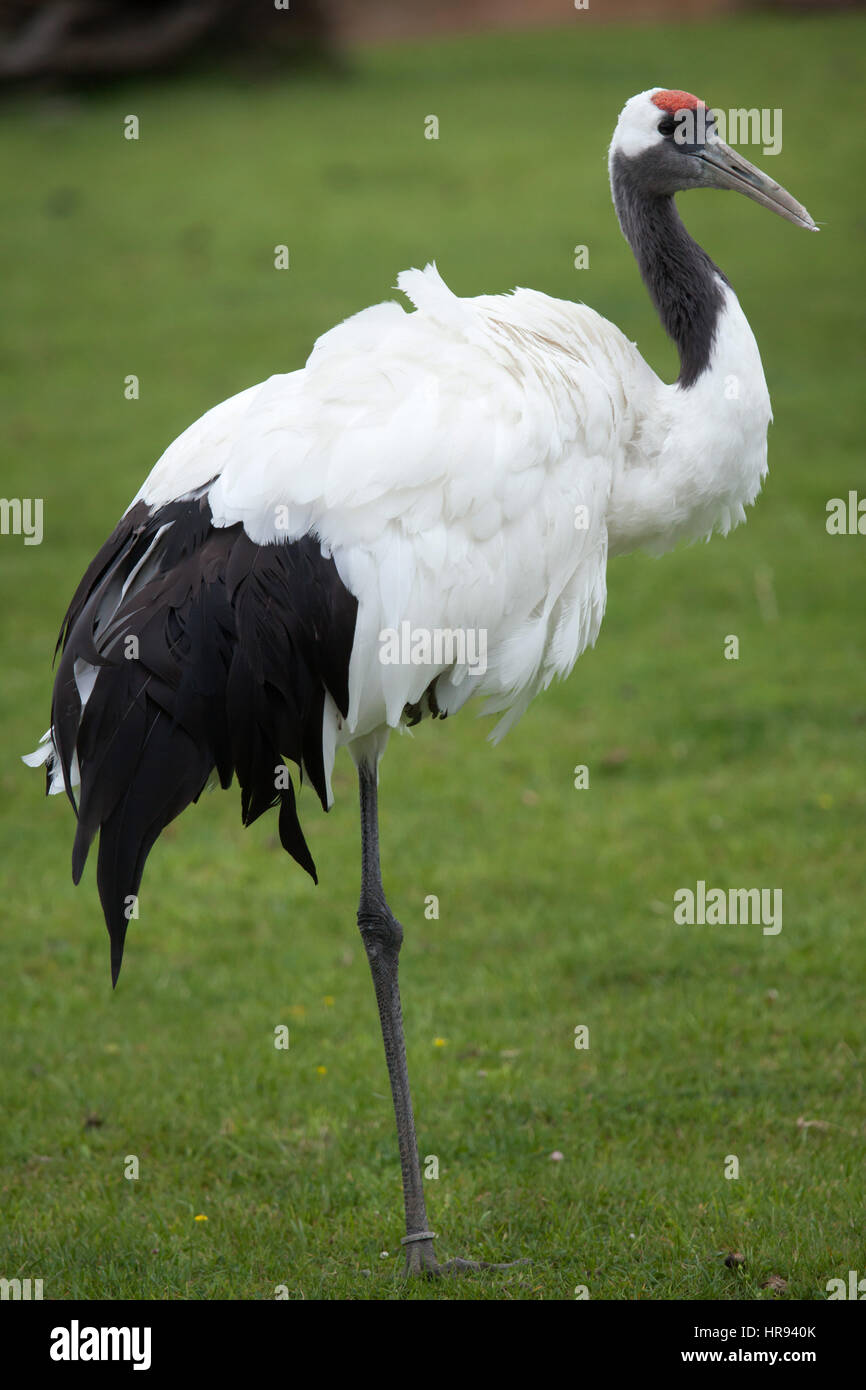 Red-crowned crane (Grus japonensis), also known as the Japanese crane or Manchurian crane. Stock Photo