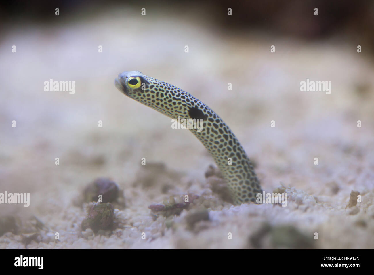 Spotted garden eel (Heteroconger hassi Stock Photo Alamy