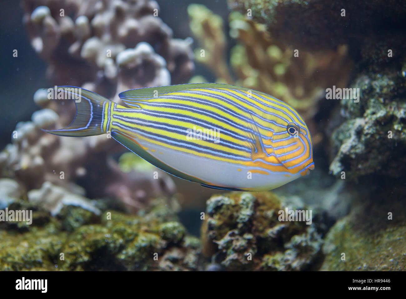 Blue banded surgeonfish (Acanthurus lineatus), also known as the zebra surgeonfish. Stock Photo