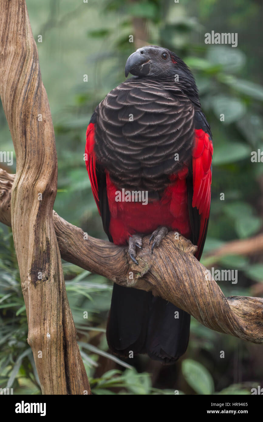 Pesquet's parrot (Psittrichas fulgidus), also known as the vulturine parrot. Stock Photo