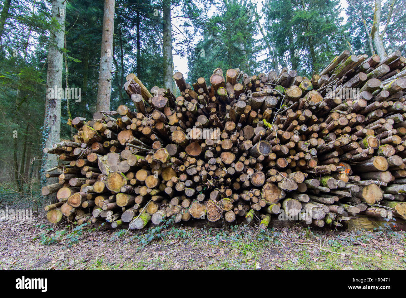 Natural log pile with trunks in the forest Stock Photo