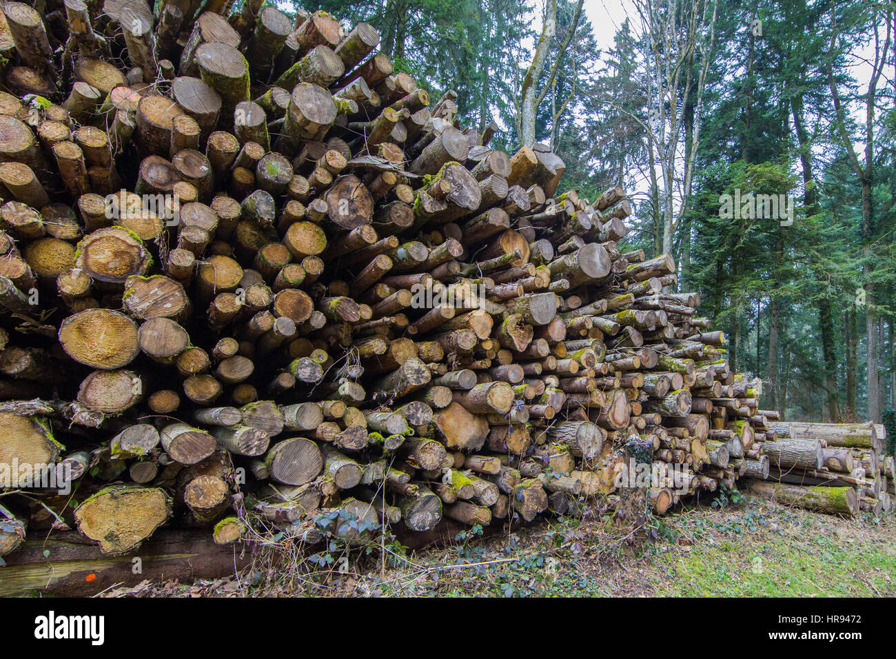 Natural log pile in the forest with trees Stock Photo