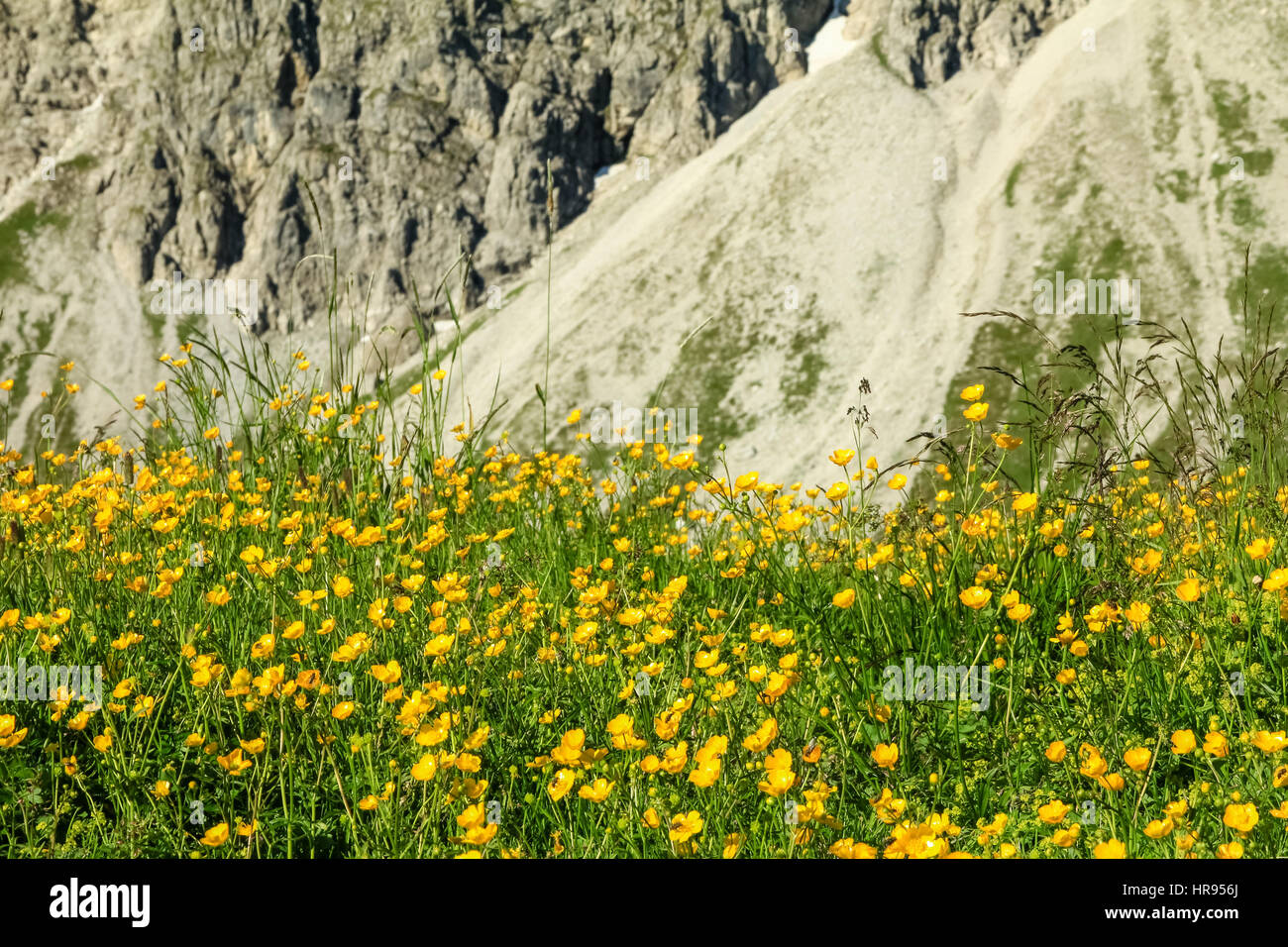 Flower meadow and rock face of mountain in spring Stock Photo - Alamy