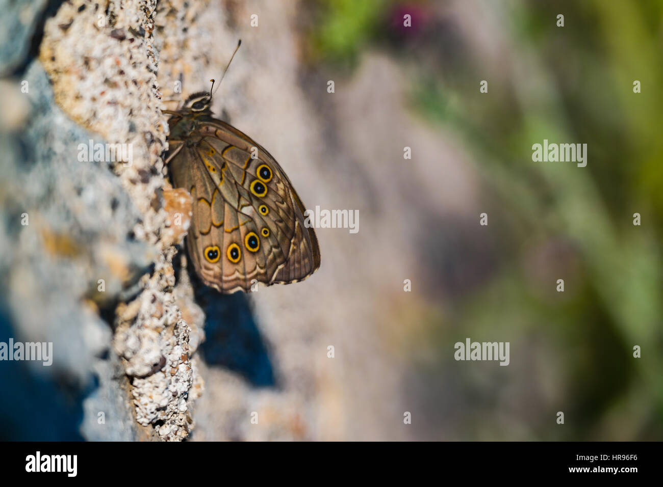 Butterfly on the wall Stock Photo Alamy