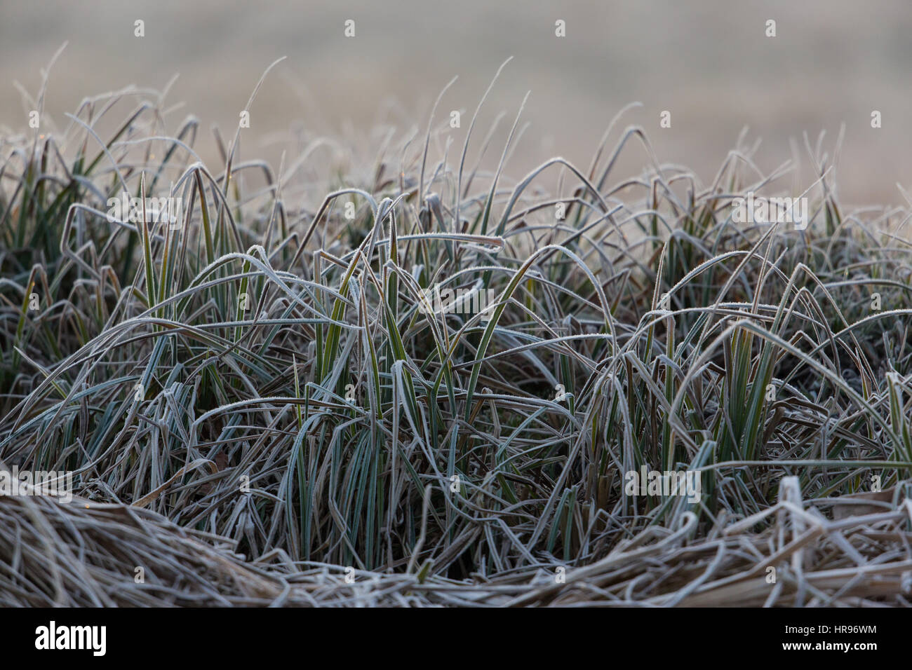 Natural frozen grass stalks in meadow in winter Stock Photo