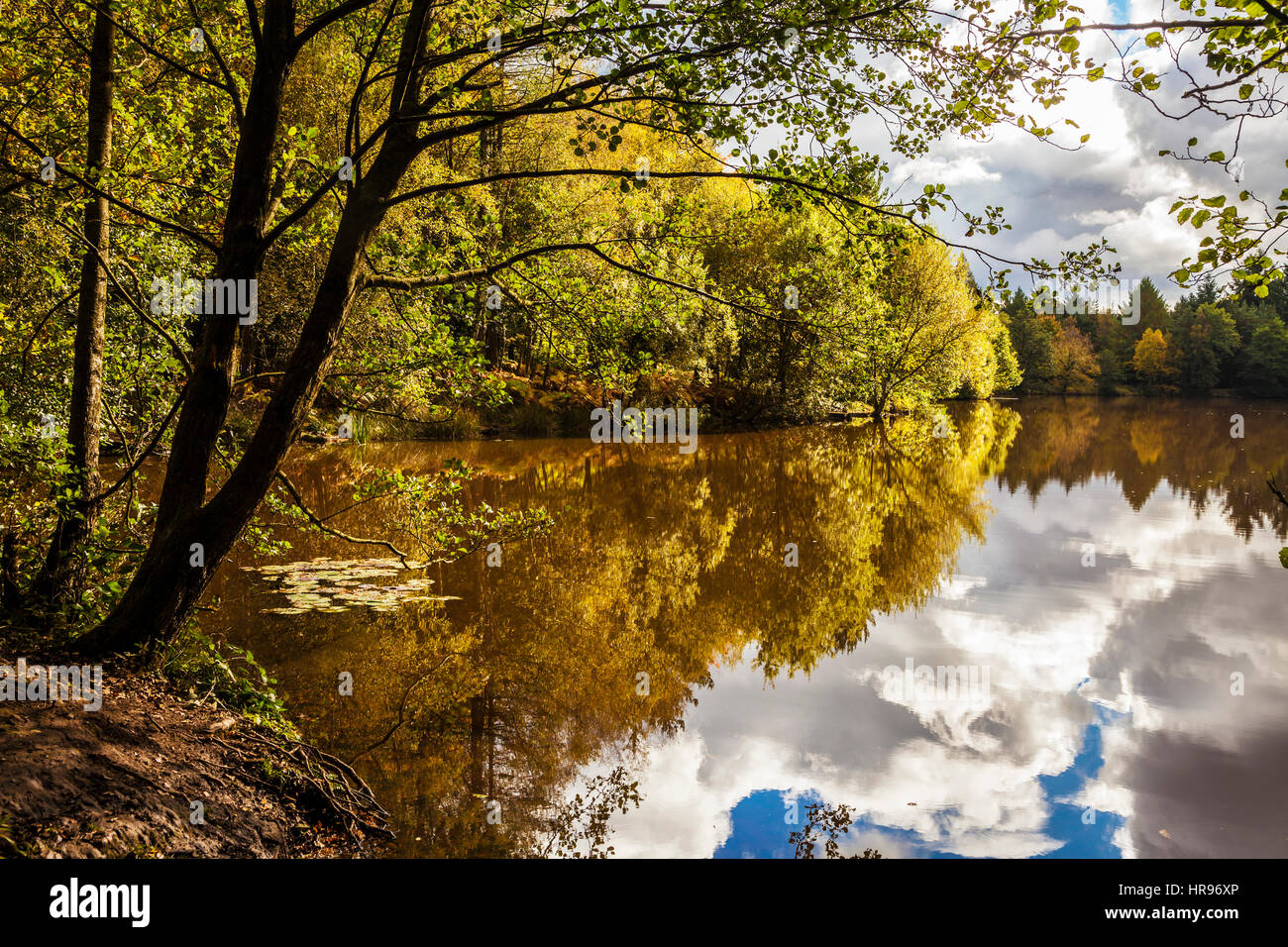 Speech House Lake in the Forest of Dean in Gloucestershire. Stock Photo