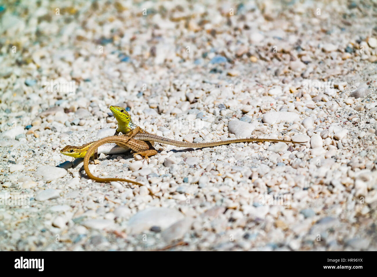 mating green yellow lizards on the beach. lizard sex on the beach.  ciftlesen kertenkeleler. kerkenkele seks Stock Photo - Alamy