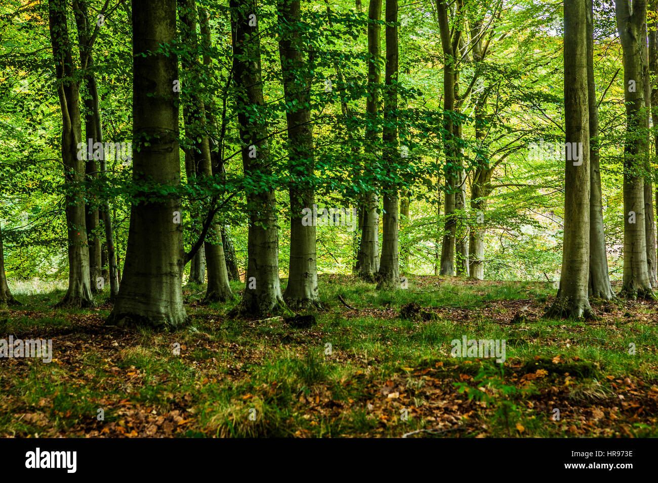 The Forest of Dean in Gloucestershire. Stock Photo