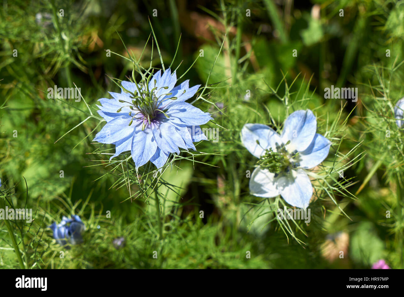 Nigella flower Stock Photo