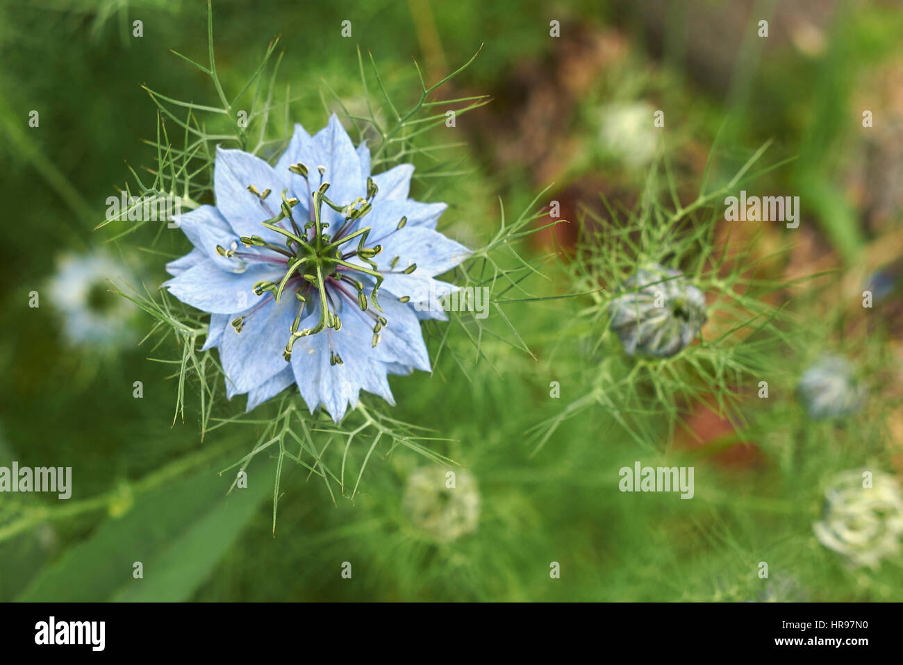 Nigella flower Stock Photo