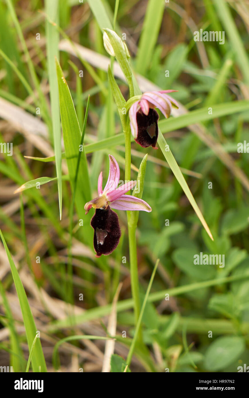 Ophrys bertolonii Stock Photo