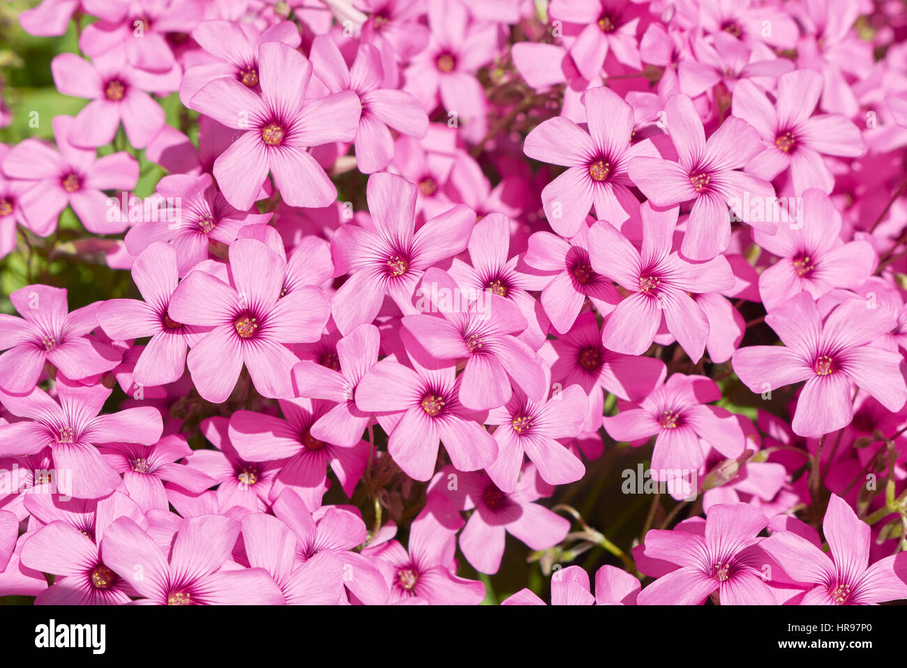 Oxalis articulate close up Stock Photo