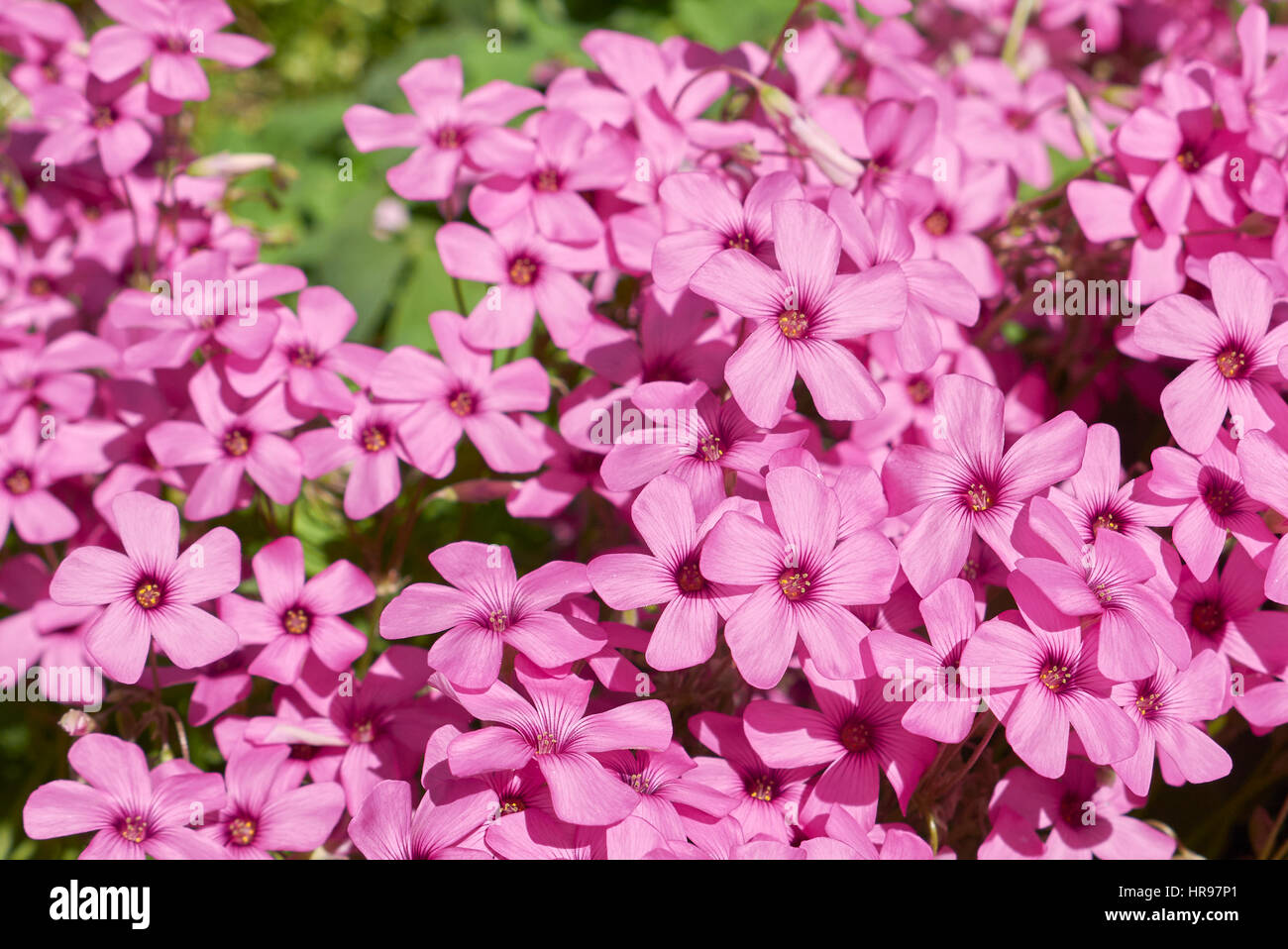 Oxalis articulate close up Stock Photo