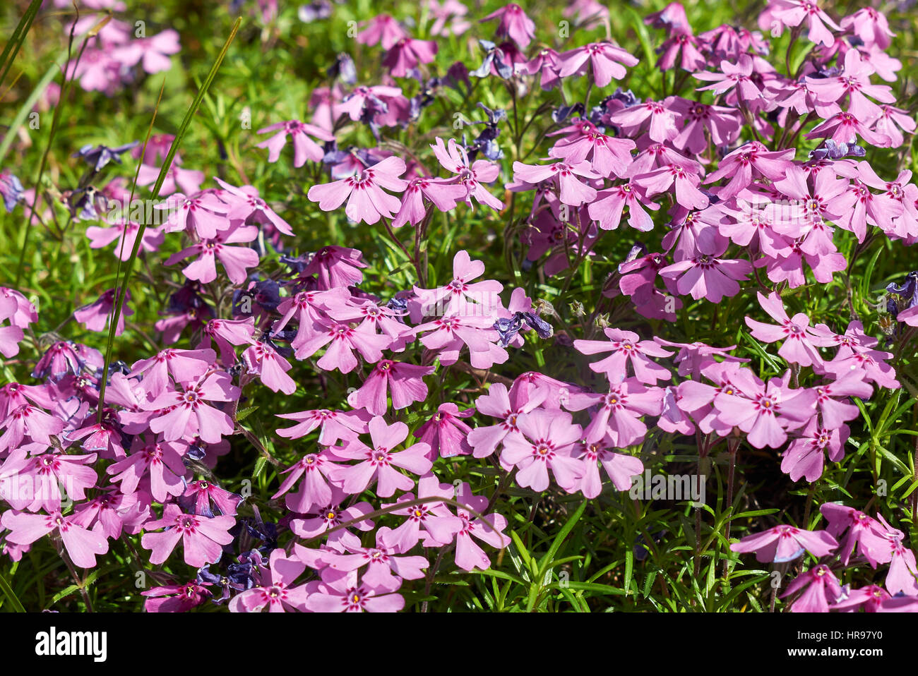 Phlox subulata flowers Stock Photo - Alamy