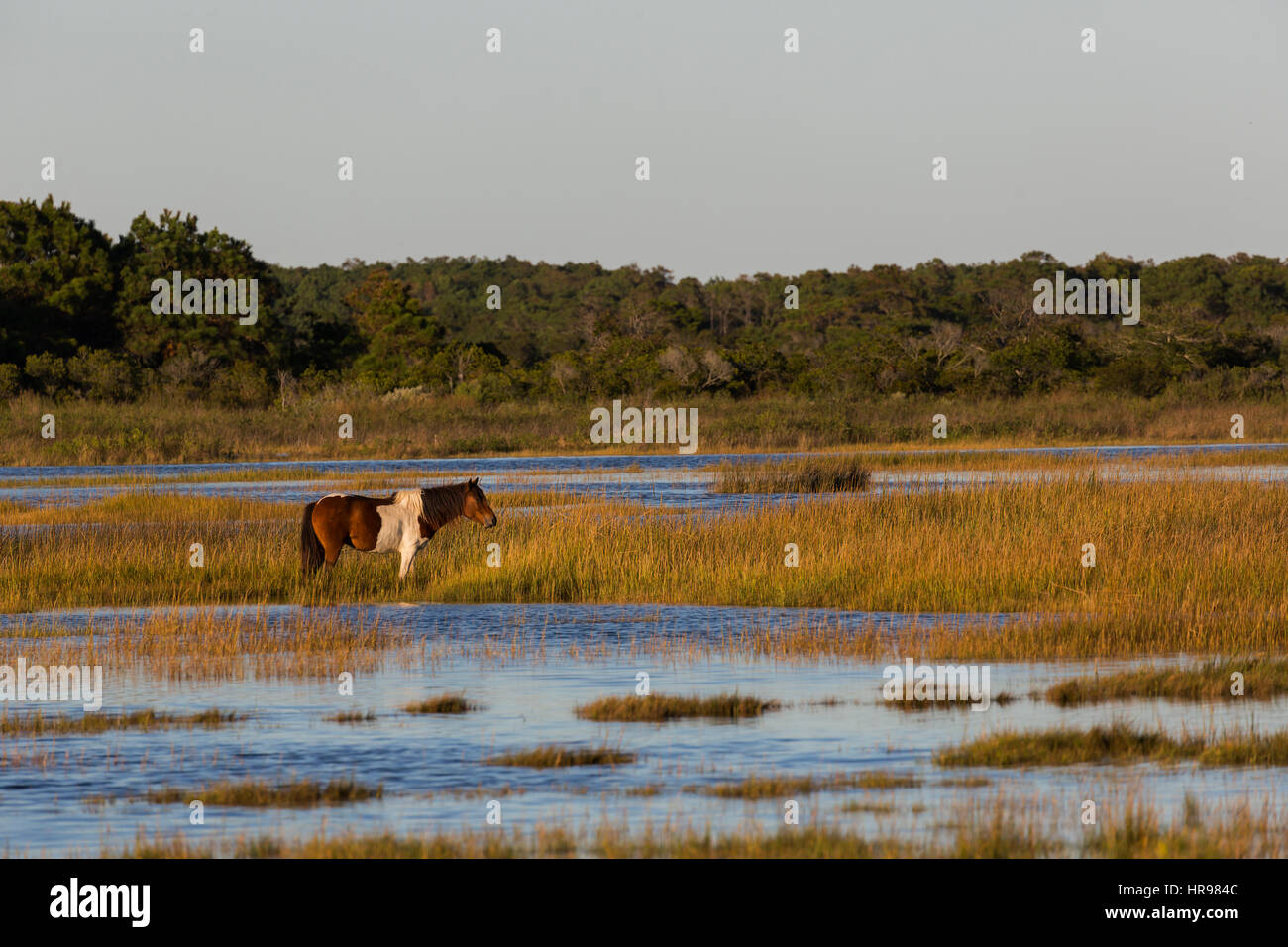 Assateague Pony (Equus caballus) looking for food in a marsh in Assateague Island National Seashore, MD, USA Stock Photo