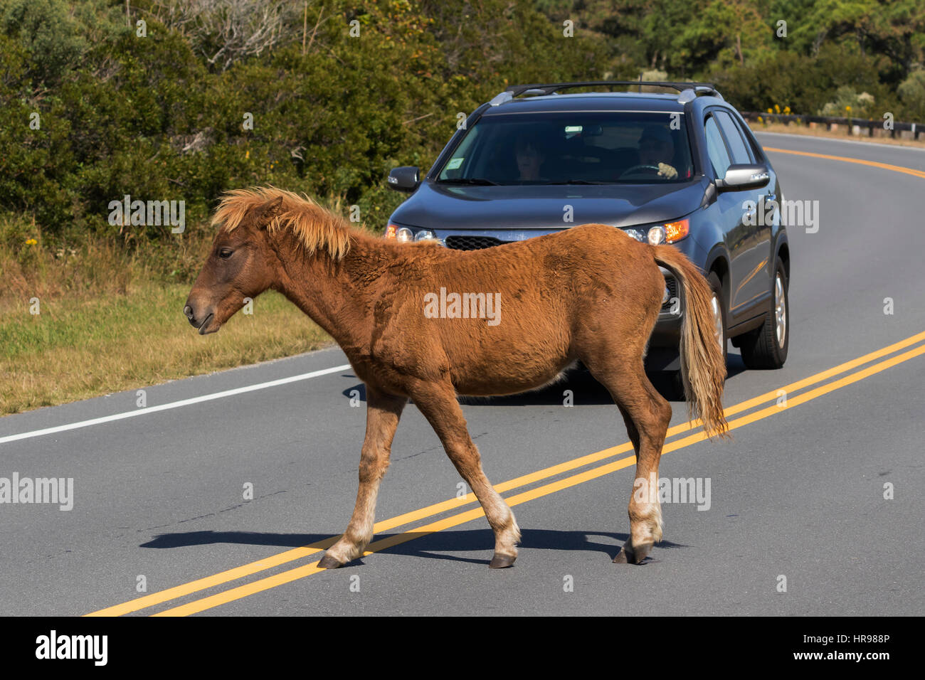 Assateague Pony (Equus caballus) colt crossing the road in Assateague ...