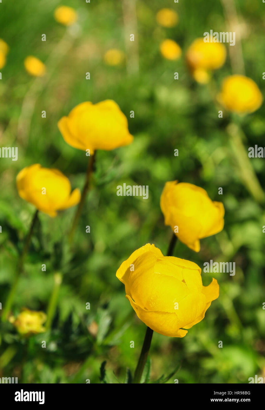Beautyful blooming globe flowers on a meadow in springtime Stock Photo