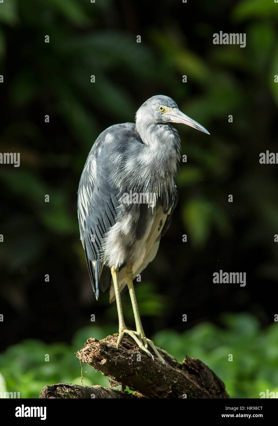 Little Blue Heron standing on a log, colors changing Stock Photo
