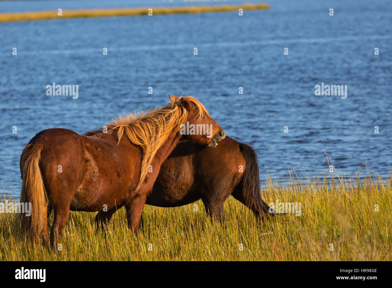 Two Assateague Pony (Equus caballus) grooming each other in Assateague Island National Seashore Stock Photo