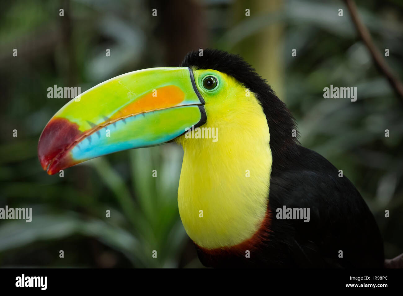 Head shot of a Keel-billed Toucan Stock Photo