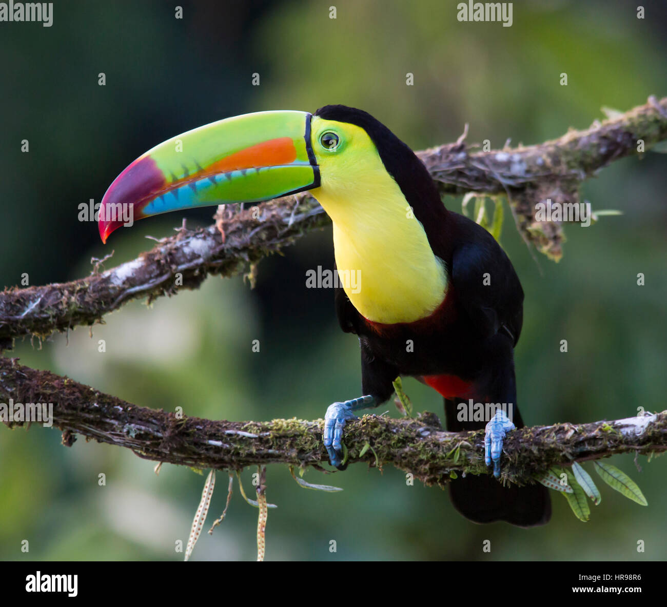 Keel-billed Toucan perched on a branch Stock Photo