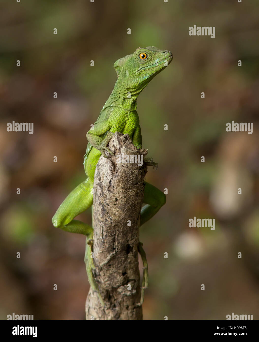 Basalisk, Jesus Christ Lizard clinging to a stump Stock Photo