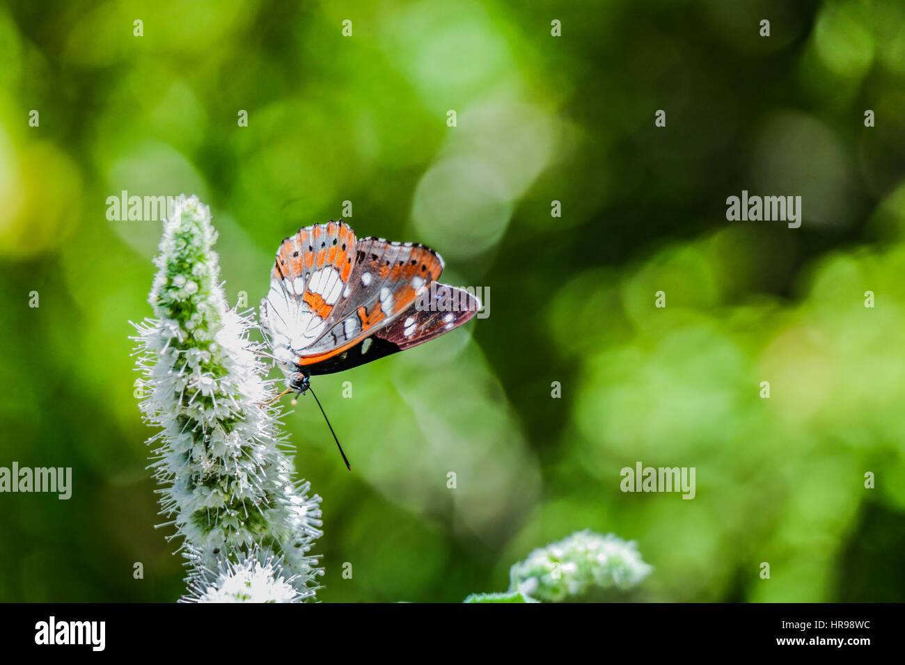 Orange butterfly enjoying the sun on green plant Stock Photo