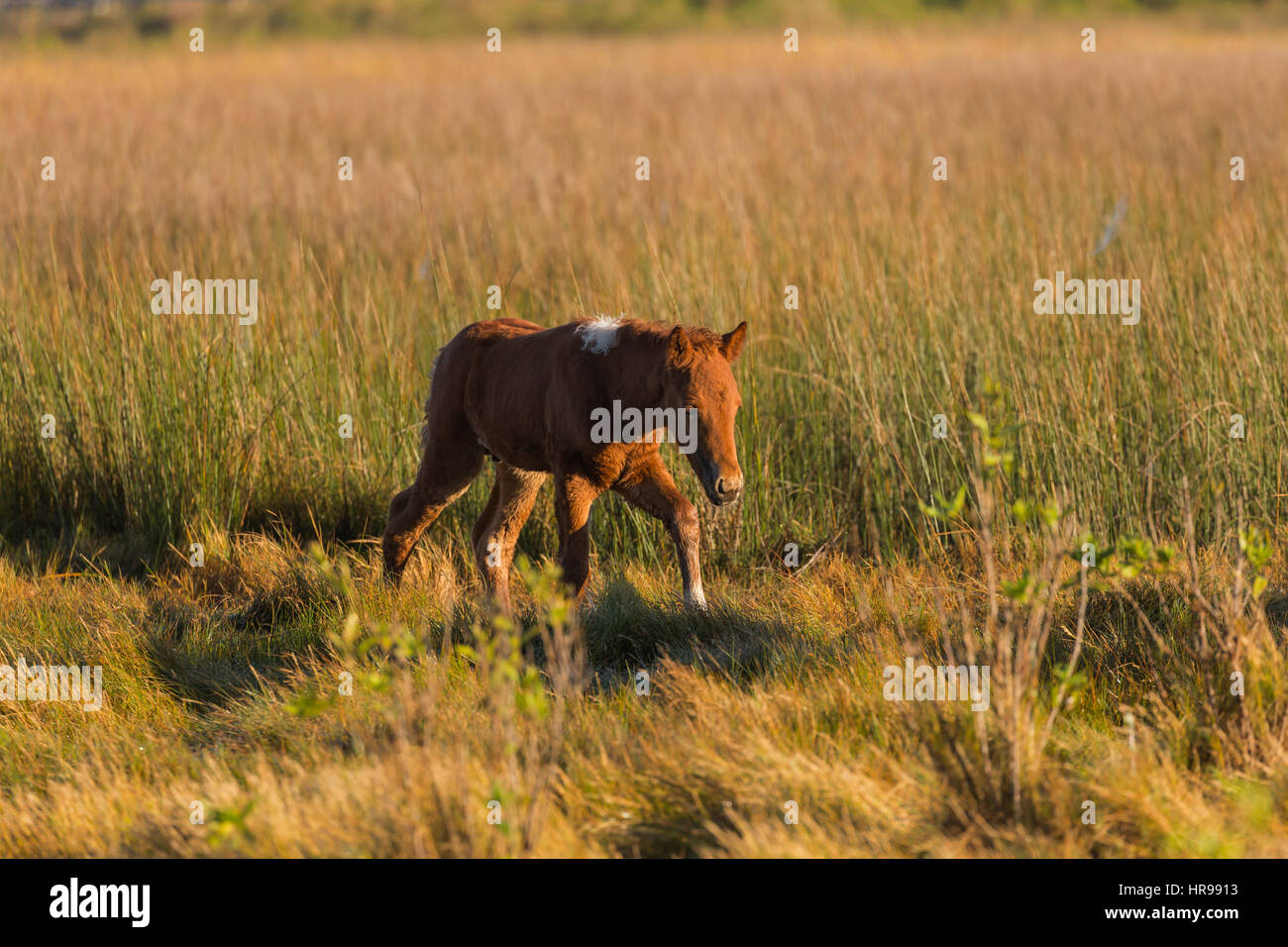 Assateague Pony (Equus caballus) colt exploring a marshy area in Assateague Island National Seashore, MD, USA Stock Photo