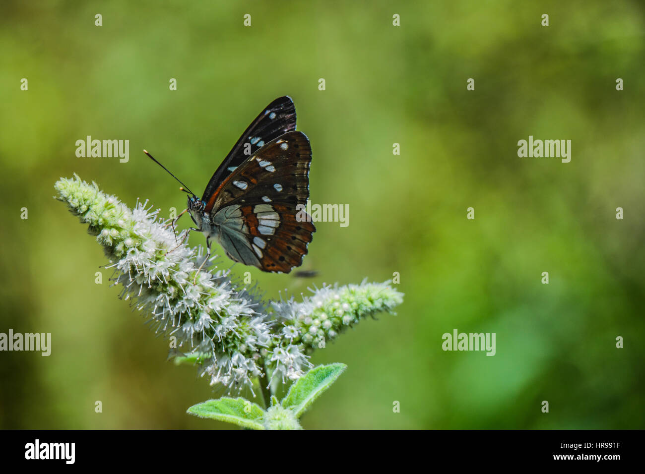 multi colour butterfly. cok renkli kelebek Stock Photo