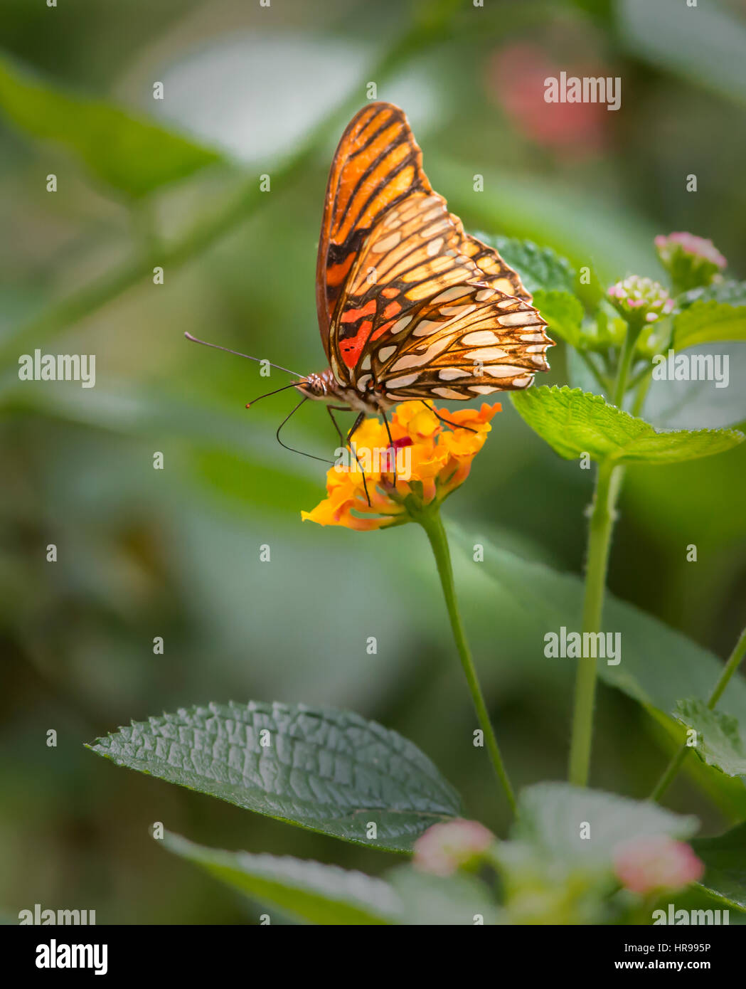 Gulf Fritillary Butterfly on orange flowers Stock Photo